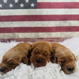 Male pick 3 - Dark golden male Golden Retriever puppy in Harrisburg, North Carolina from Bunn Ranch Goldens & Bernese