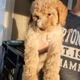 Goldendoodle Puppies from Deerbrook Goldendoodles