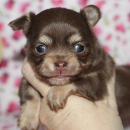 Beans 3,800 - Chocolate and tan female Chihuahua puppy in Cache, Oklahoma from Charming Lil Chihuahuas
