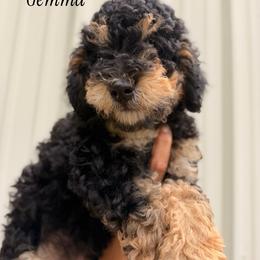 Gemma - Phantom female Poodle puppy in Waco, Texas from Poodle Paradise