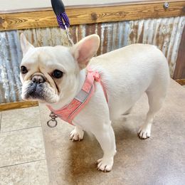 Lola - French Bulldog