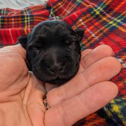 Girl 1 - Black female Scottish Terrier puppy in De Lisle, Mississippi from Bellendaine Scotties