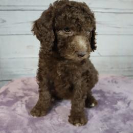 Poodle Puppies from Southern Sunshine Standards
