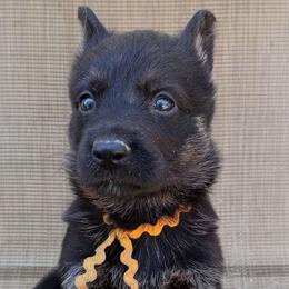 Yellow Girl - Bi-color female German Shepherd puppy in La Pine, Oregon from Granville/Diamond Peak German Shepherds