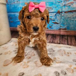 Krystal - Apricot female Cavapoo puppy in Lebanon, Missouri from Leerose Puppies