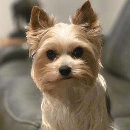 Tater - Yorkshire Terrier