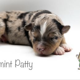 Peppermint patty - Blue merle female Miniature American Shepherd puppy in Groesbeck, Texas from Empire Miniature American Shepherds