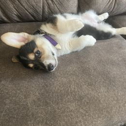 Labrador Retriever and Pembroke Welsh Corgi Puppies from Burress Family Farm and Kennels