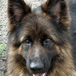 Boa - German Shepherd
