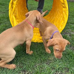 Vizsla Puppies from Encore Vizsla