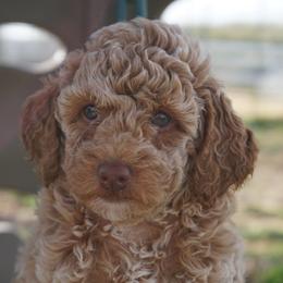 Sugar - Apricot female Poodle puppy in Caldwell, Idaho from Treasure Valley Poodles
