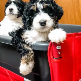Bernedoodle and Goldendoodle Puppies from Candy Doodles