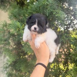 Bella - Black parti female Pomeranian puppy in Muskogee, Oklahoma from Wonderlust Pomeranians