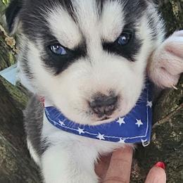 Romeo - Black tan and white male Siberian Husky puppy in Springfield, Massachusetts from 16acreshuskies