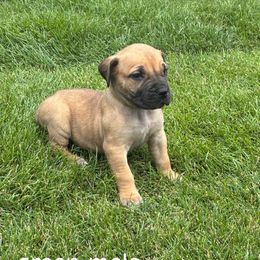 Green collar - Brown male Boerboel puppy in Colorado Springs Co, Colorado from On The Peak Boerboel