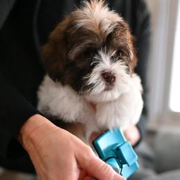 Havanese Puppies from Havana Suites Havanese
