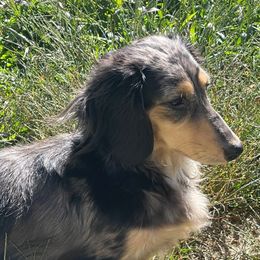 Darla - Dachshund