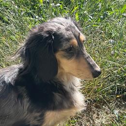 Darla - Dachshund