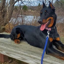 Beaucerons from WildGoose Beaucerons