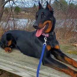 Beaucerons from WildGoose Beaucerons