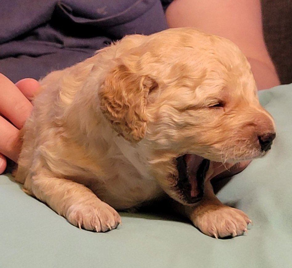 Cockapoo Puppies from Cano Cockapoos