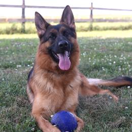 German Shepherd puppies from Valiant Shepherds