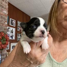 Gemma - Black and white female Chihuahua puppy in Red Bluff, California from Aye Chihuahua