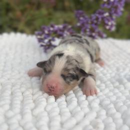 Conchita - Blue merle female Miniature Australian Shepherd puppy in Valley Center, California from DLT MiniAussie