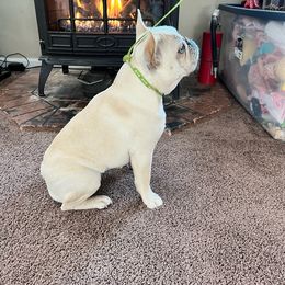 Remi - French Bulldog