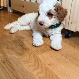 Boy 3 - Brown and white male Bernedoodle puppy in Cocoa, Florida from The Beach Doodles