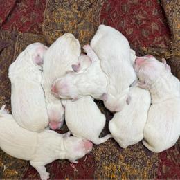 Chrystal - Light golden female Golden Retriever puppy in Doniphan, Missouri from Stockford’s Golden Retrievers