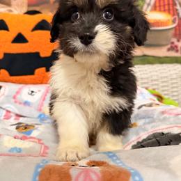 Toby - Black tri-color male Aussiedoodle puppy in Dickerson, Maryland from Pawsome Aussie Doodles and Oodles