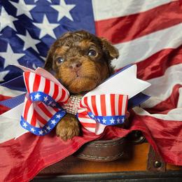 Hazelnut (Hazel) - Red phantom female Aussiedoodle puppy in Haleyville, Alabama from The Cuddly Dood Ranch