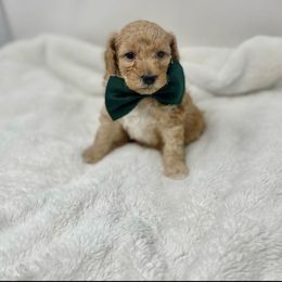 Maltipoo Puppies from Piper N Penny