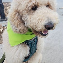 Goldendoodles from SW Doodles of CA
