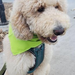Goldendoodles from SW Doodles of CA