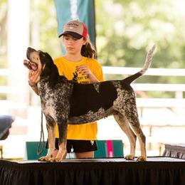 Happy - Bluetick Coonhound