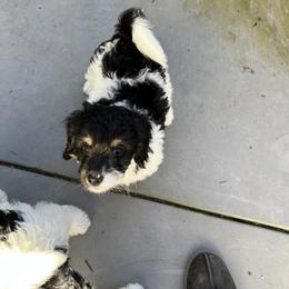 Bernedoodle Puppies from Dilly Dally Doodles
