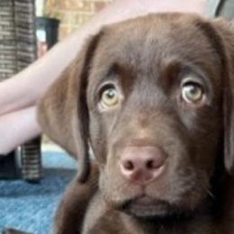 Girl 4 - Chocolate Labrador Retriever puppy in Hutto, Texas from Texas Bluebonnet Labs