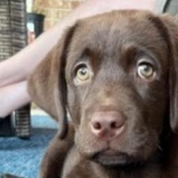 Girl 4 - Chocolate Labrador Retriever puppy in Hutto, Texas from Texas Bluebonnet Labs