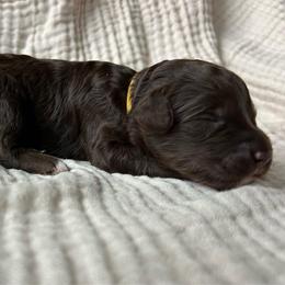Yellow Boy - Brown male Double Doodle puppy in Huntsville, Alabama from Winchester Doodles