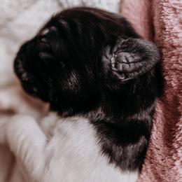 Newfoundland Puppies from Kinson Ridge Giants