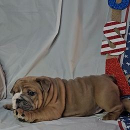 "Carnage x Paczki Summer 2023 litter" Bulldog Puppies from Illinois Bullies Kennel