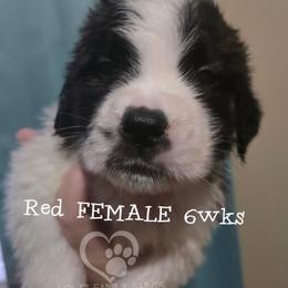 Red FEMALE - White and brown female Saint Bernard puppy in Kaukauna, Wisconsin from Holtz Family Saints