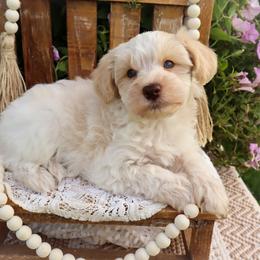 Miniature Schnauzer and Poodle Puppies from Crystal Rose Canines