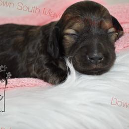 Shaded cream sable - Sable female Dachshund puppy in Seminary, Mississippi from Down South Mavericks Dachshunds