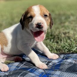 Boy 5 - American Foxhound puppy in Waxhaw, North Carolina from Setting Sun Kennel
