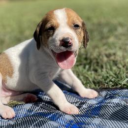 Boy 5 - American Foxhound puppy in Waxhaw, North Carolina from Setting Sun Kennel