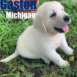 Golden Retriever Puppies from Nina's Golden hour
