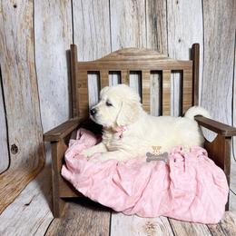 Fudge - Light golden female Golden Retriever puppy in Macks Creek, Missouri from Fluffy Buttz
